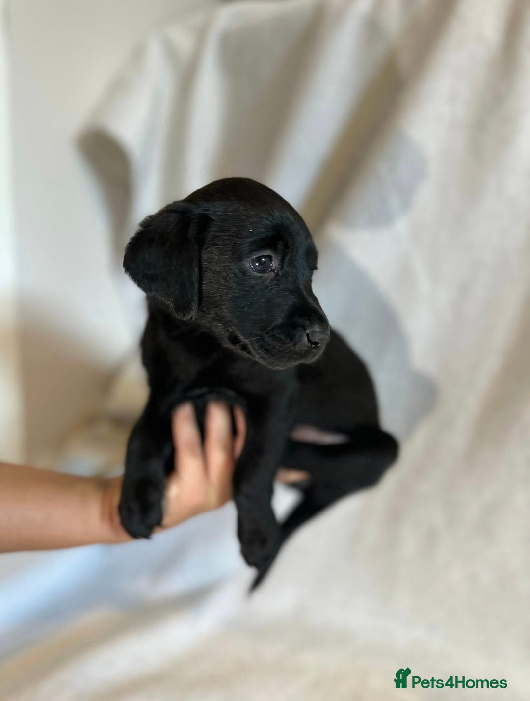 Labrador Retriever dogs for sale: Black labradors for sale⭐️⭐️⭐️ - Image 5