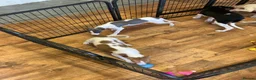 Whippet dogs for sale: Whippet - Advert 13
