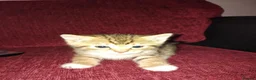 Mixed Breed cats for sale: 3 kittens looking for new home  - Advert 4