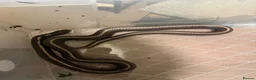 Mixed Breed reptiles for sale: Various snakes for sale  - Advert 7