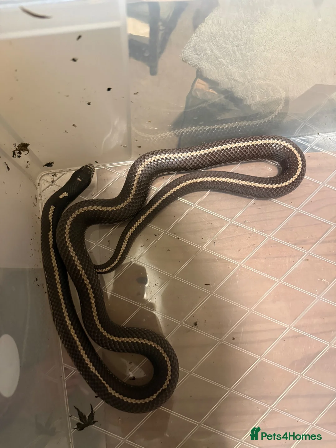 Mixed Breed reptiles for sale: Various snakes for sale  - Advert 7