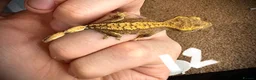 Gecko reptiles for sale: Baby crested gecko mixed  - Advert 7