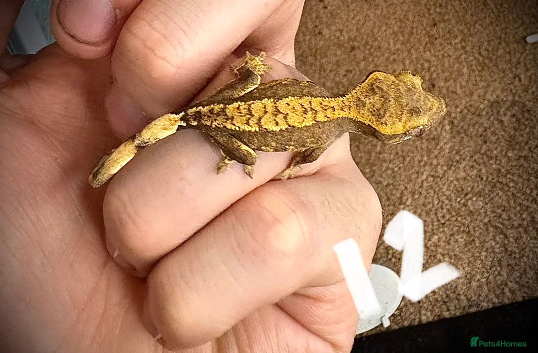 Gecko reptiles for sale: Baby crested gecko mixed  - Advert 7