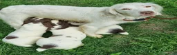 English Springer Spaniel dogs for sale:  Springer spaniels looking for their forever homes - Advert 3