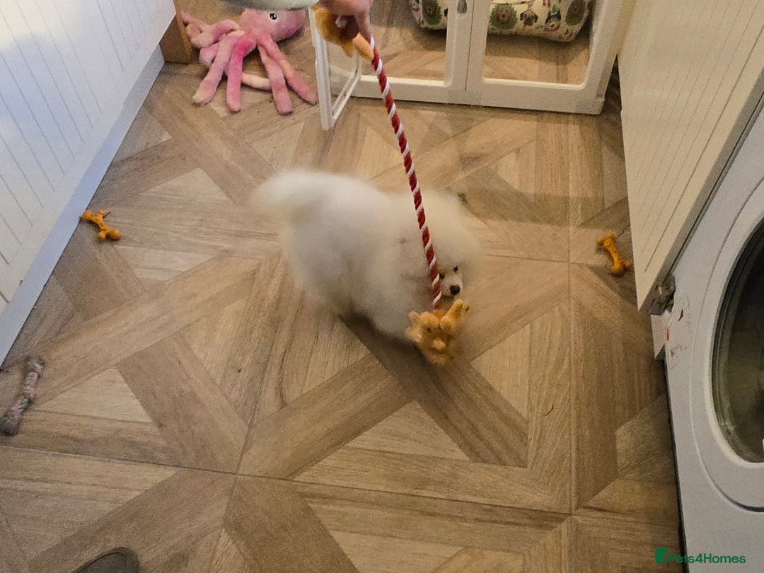 Pomeranian dogs for sale: Snow white Pomeranian boy - Advert 3