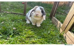 Mini Lop rabbits for sale: Pure bred Mini lops  - Image 13