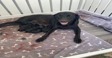 Labrador Retriever dogs - Advert 15