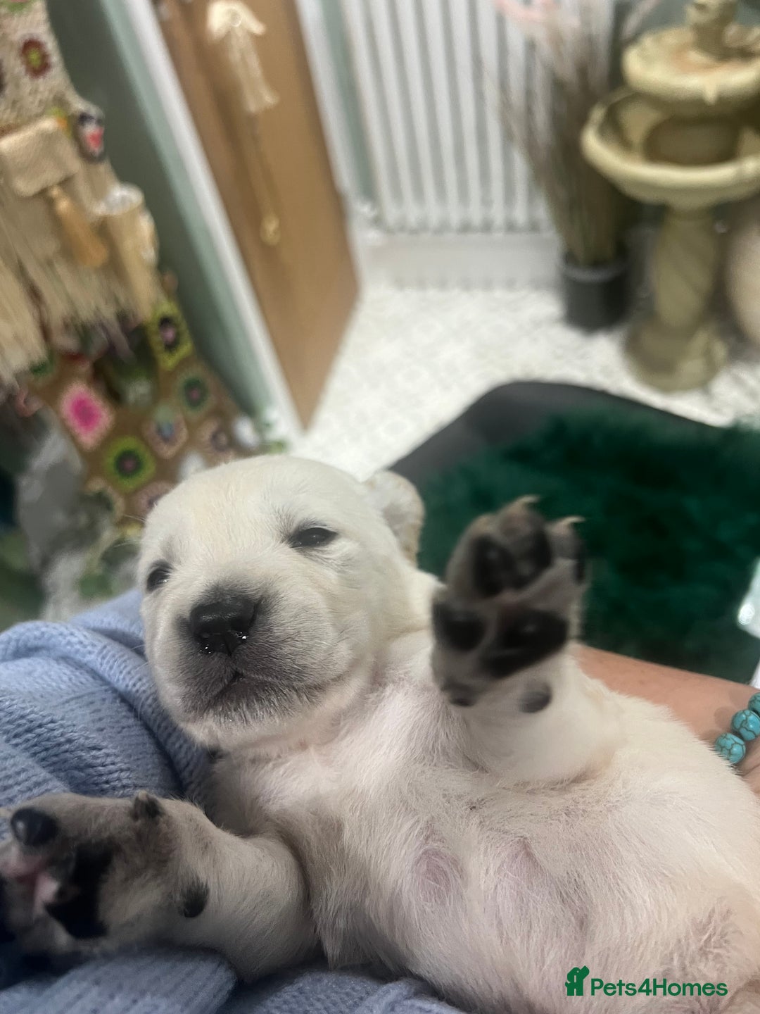 Goldador dogs for sale: Puppies- Goldadors (Golden retriever) (Labrador)  - Image 27