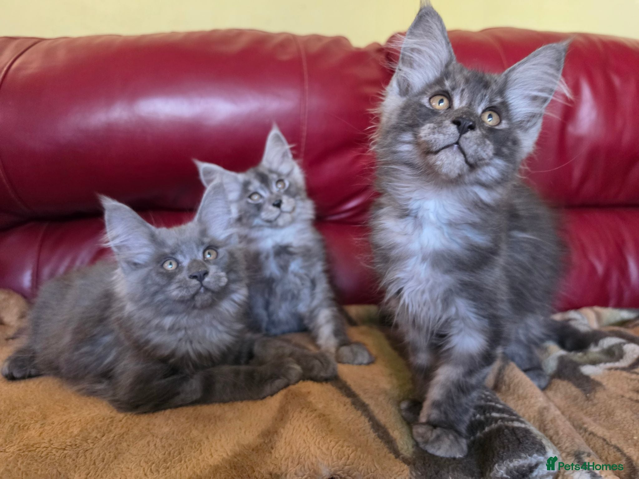Maine Coon cats GCCF – Maine Coon kittens - Advert 2