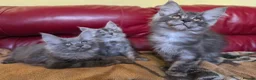 Maine Coon cats for sale: GCCF – Maine Coon kittens - Advert 2