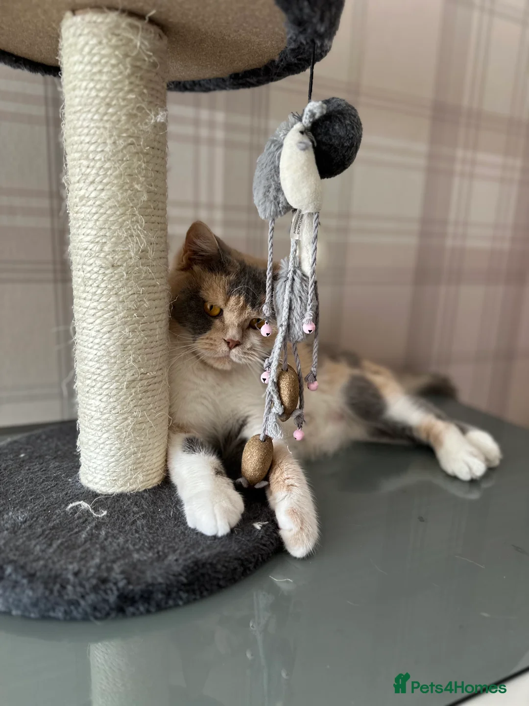 British Shorthair cats for sale: Nelly and Honey looking for forever home  - Advert 9