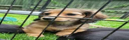Miniature Dachshund dogs for sale: 🌟KC reg.Miniature LH Dachshund Puppies 🌟  - Advert 16