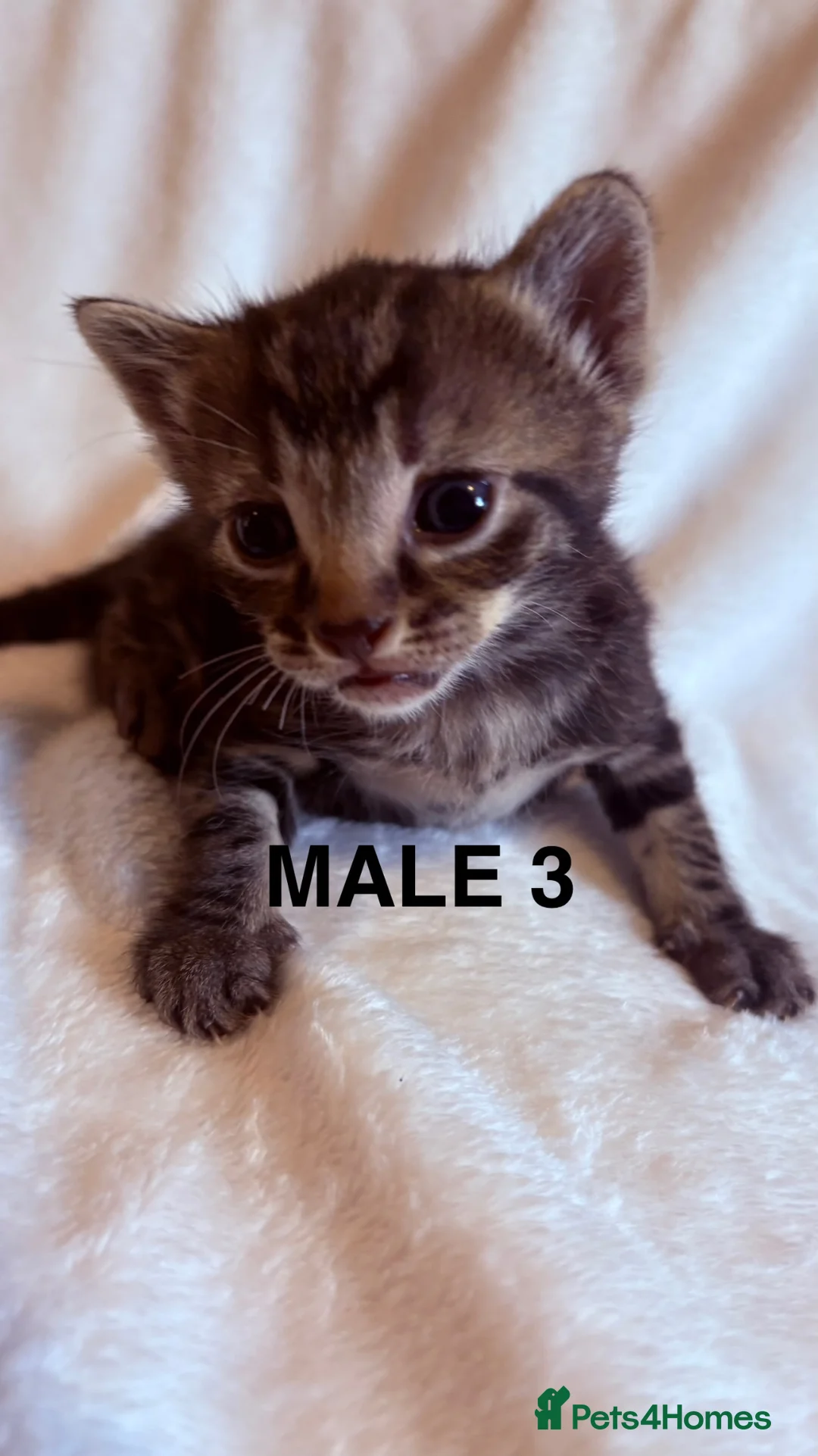 Mixed Breed cats for sale: Bengal cross kittens - Advert 1