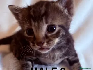 Mixed Breed cats Bengal cross kittens - Advert 8