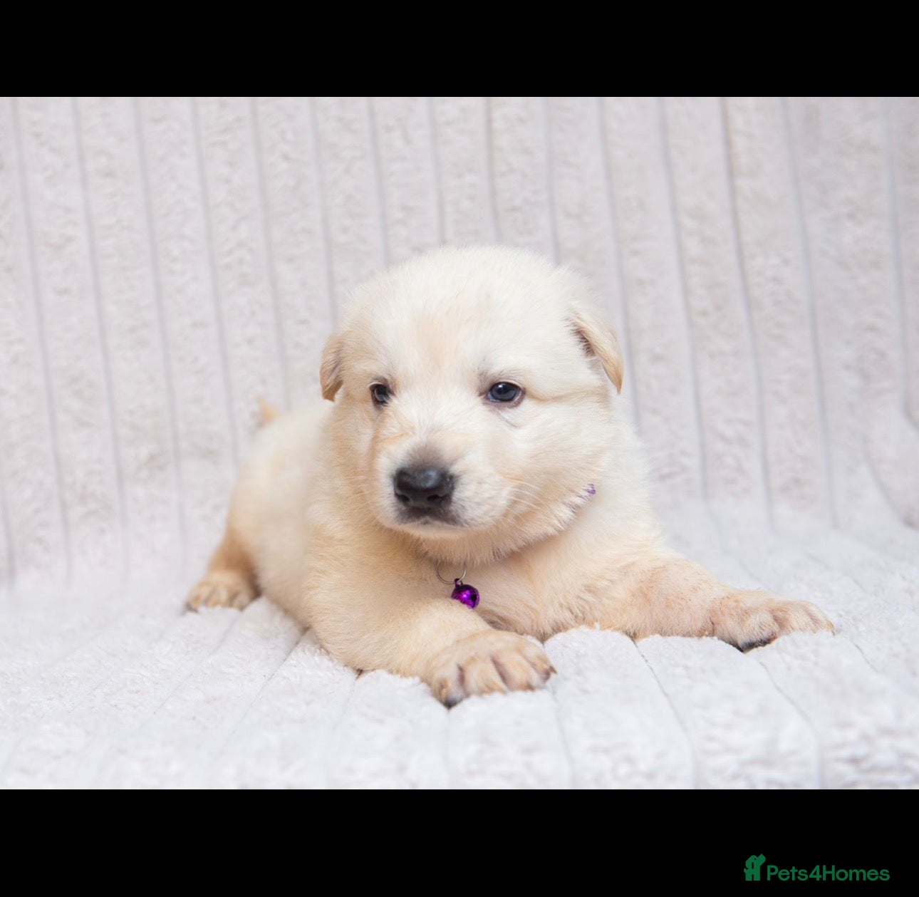 German Shepherd dogs ALL SOLD WHITE GERMAN SHEPHERD PUPPIES FOR SALE - Advert 1