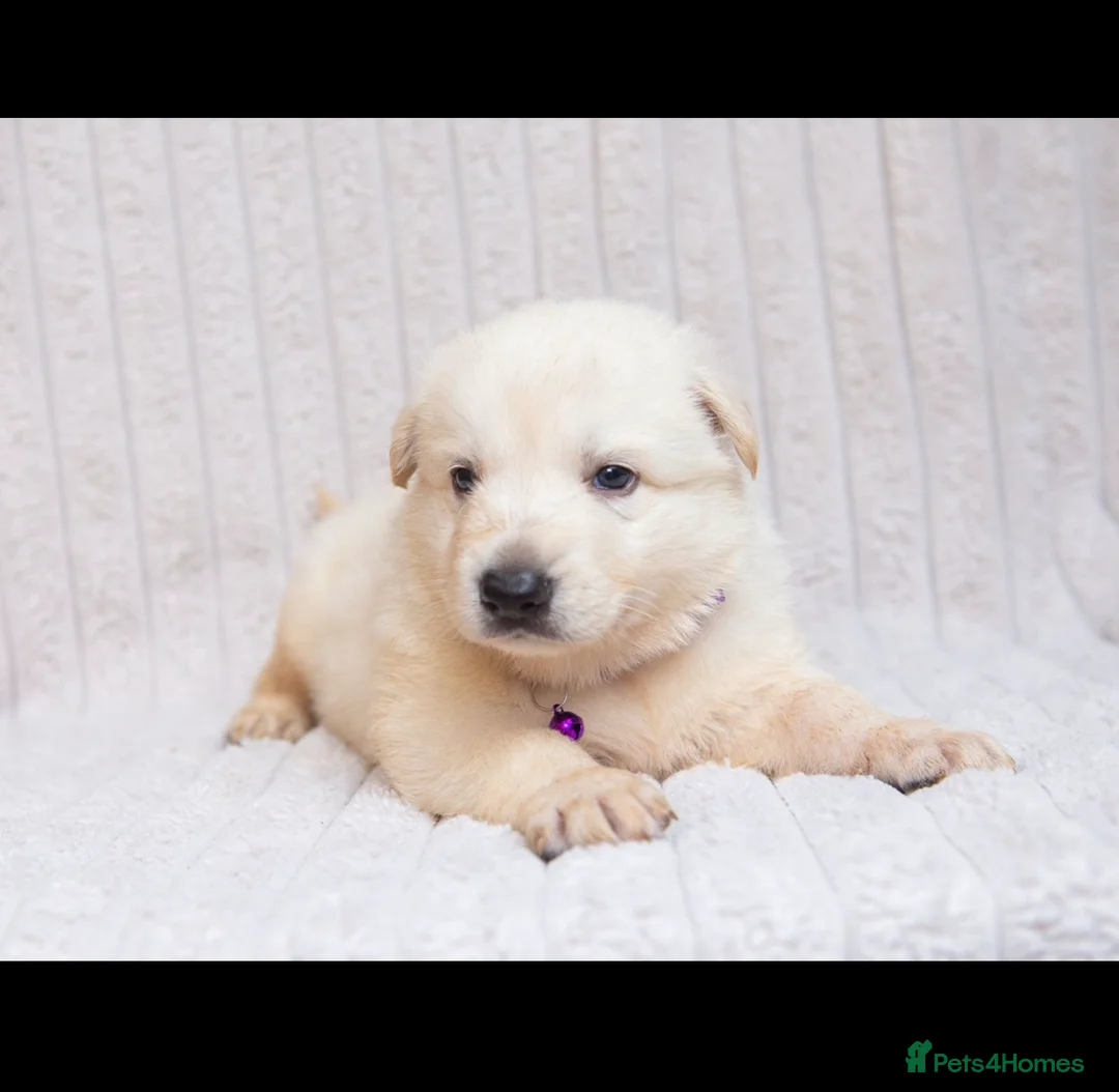 German Shepherd dogs for sale:  WHITE GERMAN SHEPHERD PUPPIES FOR SALE - Advert 1