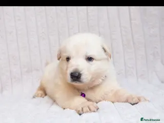 German Shepherd dogs for sale: WHITE GERMAN SHEPHERD PUPPIES FOR SALE - Advert 1