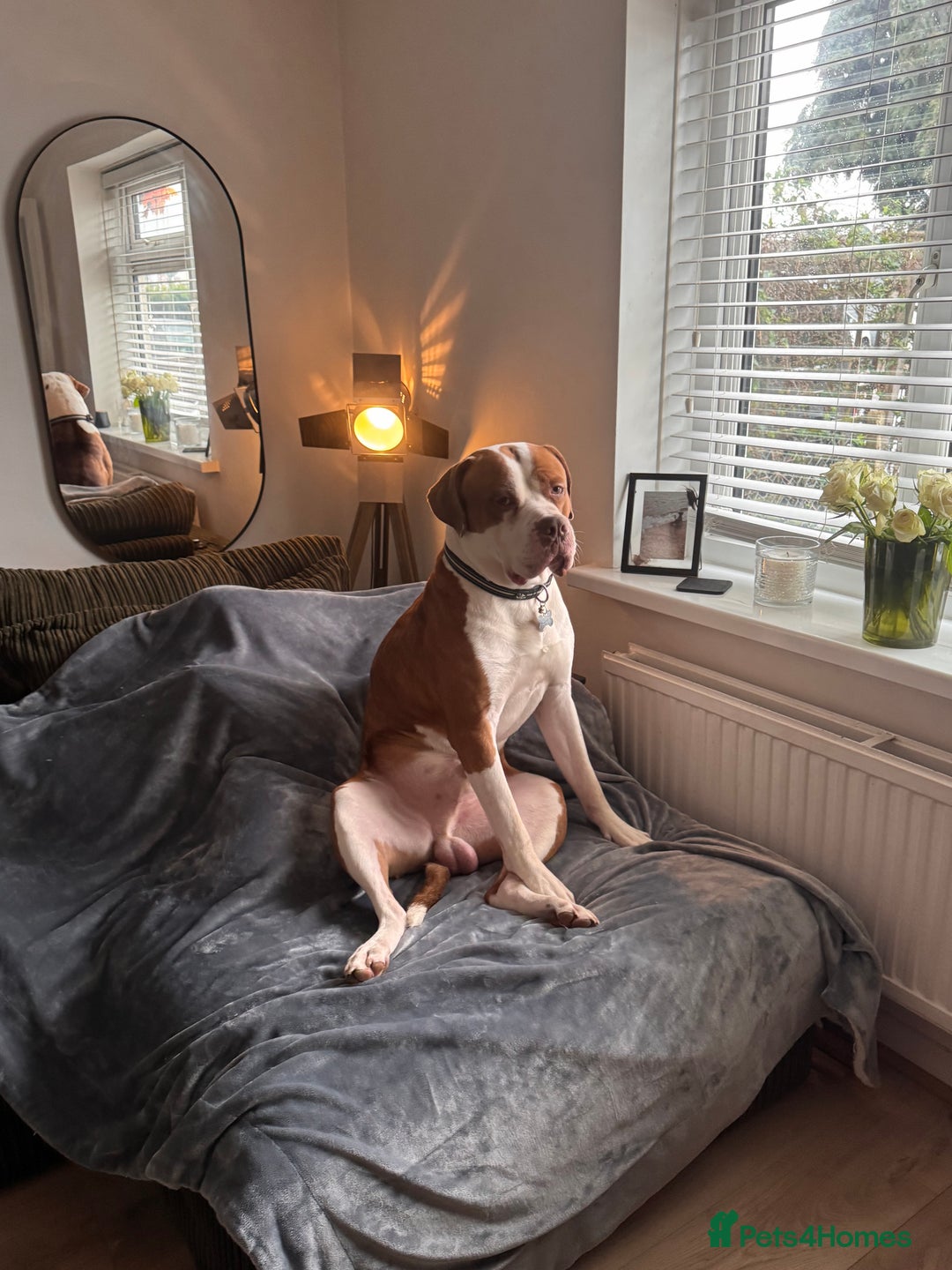 Mixed Breed dogs for sale: Boysie - Advert 4