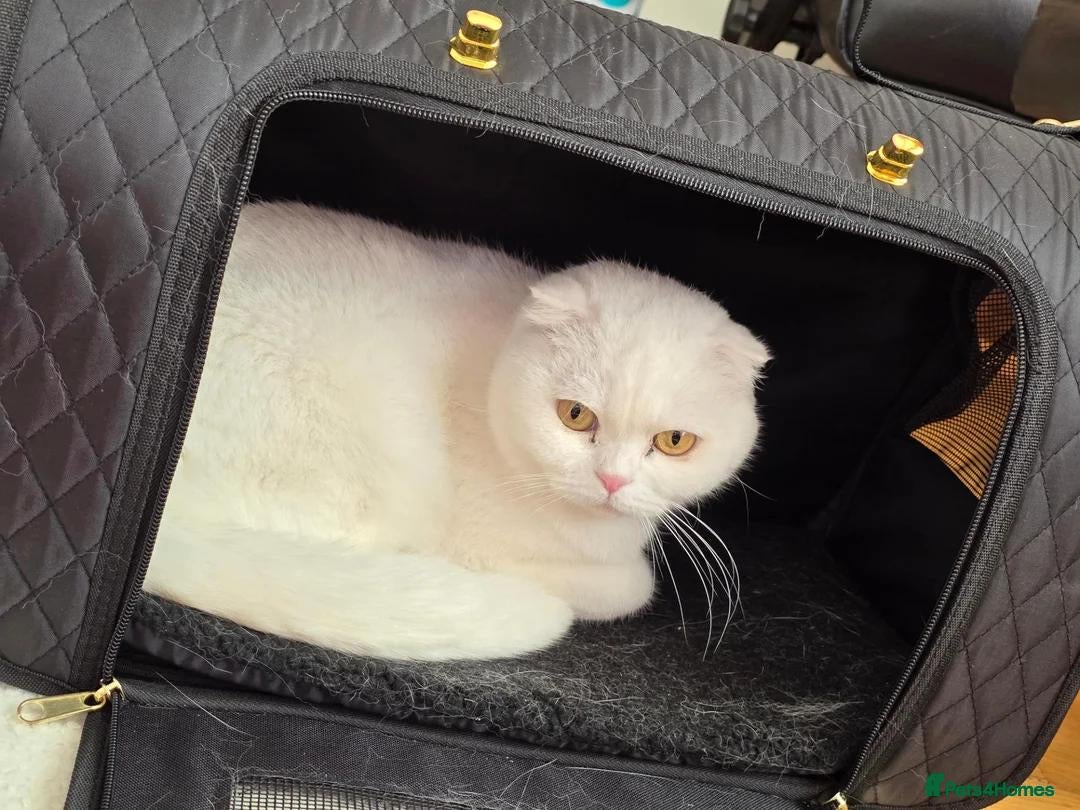 Scottish Fold cats Beautiful White Scottish Fold Girl – 2 Years Old - Advert 5