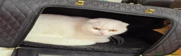 Scottish Fold cats for sale: Beautiful White Scottish Fold Girl – 2 Years Old - Advert 1