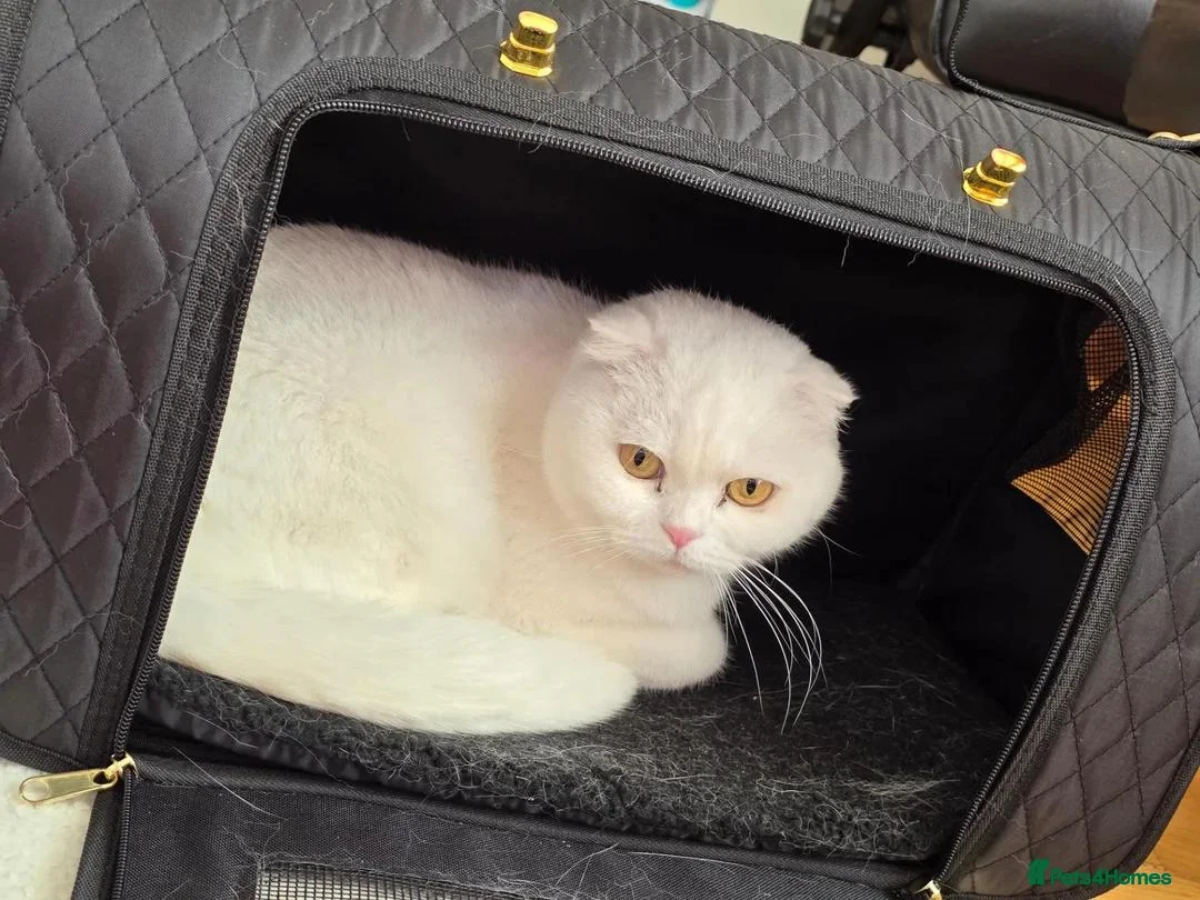 Scottish Fold cats for sale: Beautiful White Scottish Fold Girl – 2 Years Old - Advert 1