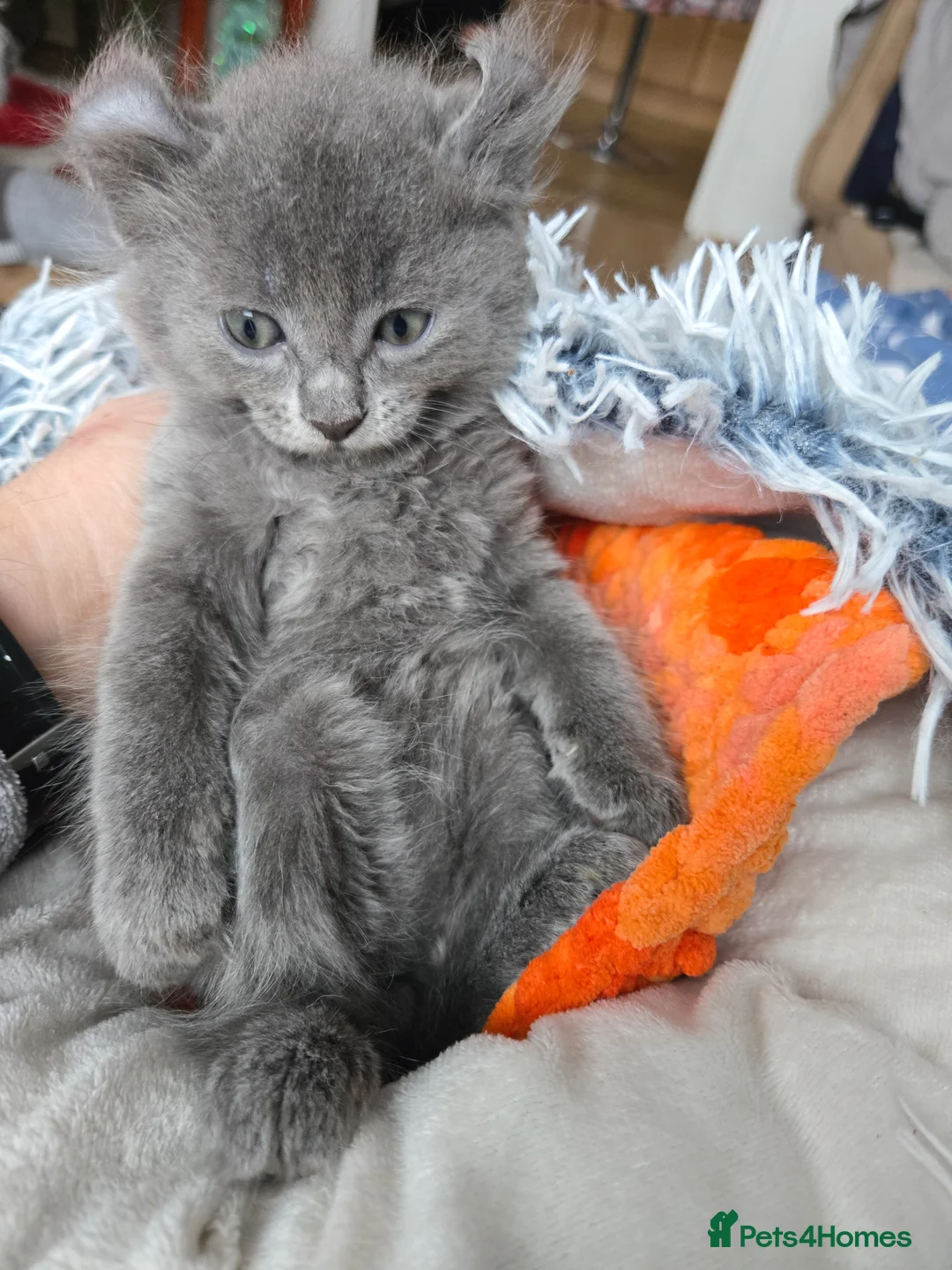American Curl cats for sale: Rare American Curl‑Type Grey Kitten –  Ready Now  - Advert 7