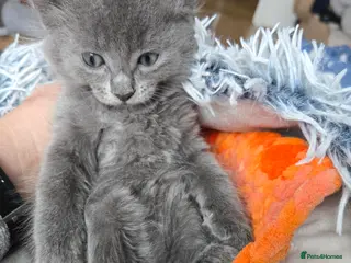 American Curl cats Rare American Curl‑Type Grey Kitten – Ready Now - Advert 18