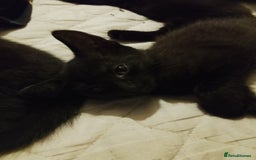 Mixed Breed cats for sale: Kittens for sale - Image 6