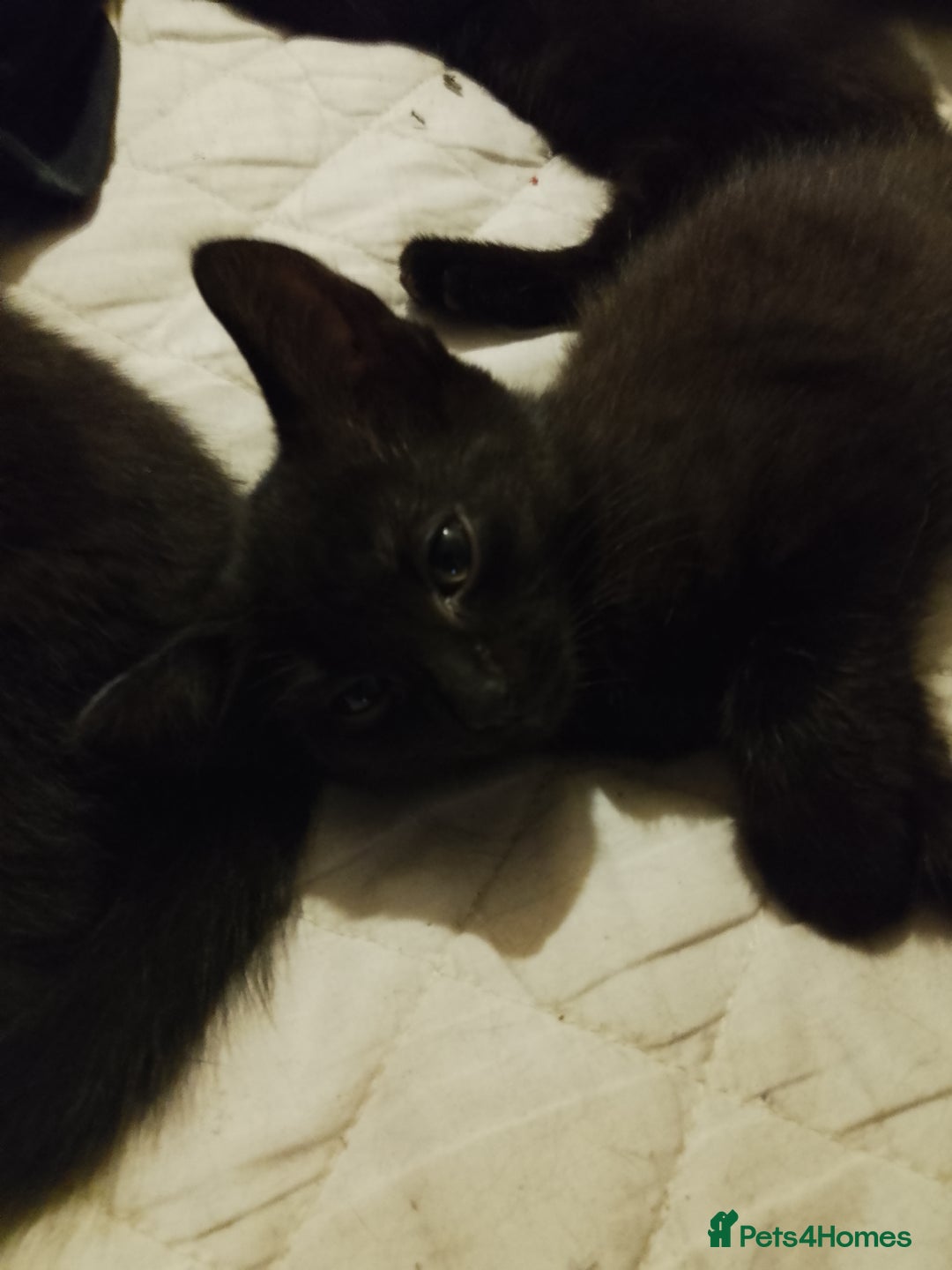 Mixed Breed cats for sale: Kittens for sale - Image 6
