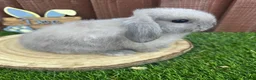 Mini Lop rabbits for sale: 🥰😍Stunning purebred mini lops ready to reserve  - Advert 5