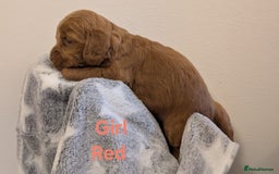 Cockapoo dogs for sale: Beautiful Cockapoo puppies 🐶 😍  - Image 21