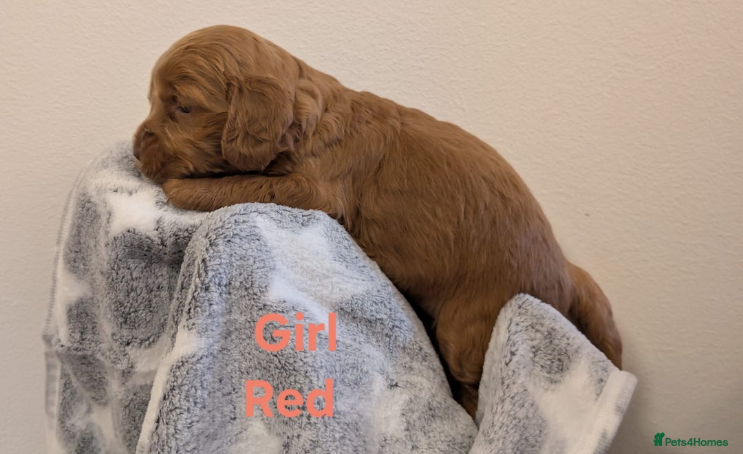 Cockapoo dogs for sale: Beautiful Cockapoo puppies 🐶 😍  - Image 21
