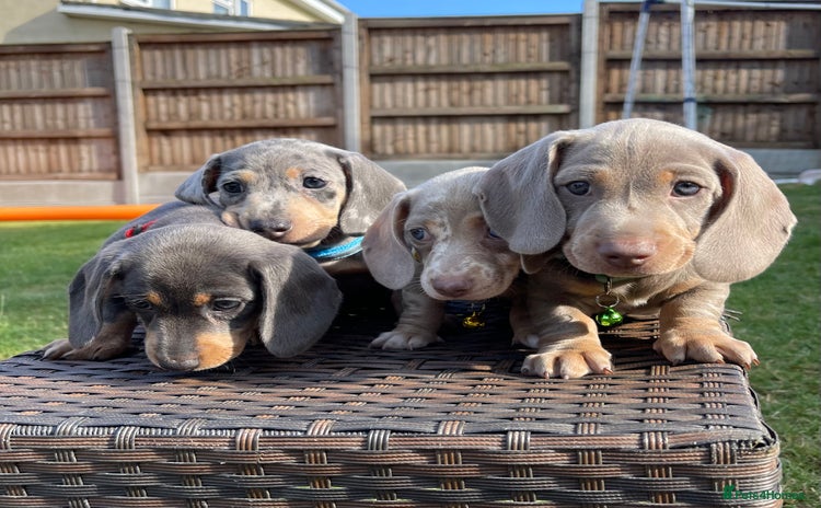 Miniature Dachshund dogs - Advert 15