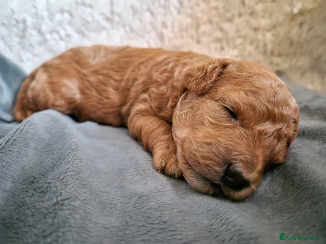 Miniature Poodle dogs for stud: KC DNA tested proven RED miniature poodle stud in Manchester - Advert 20