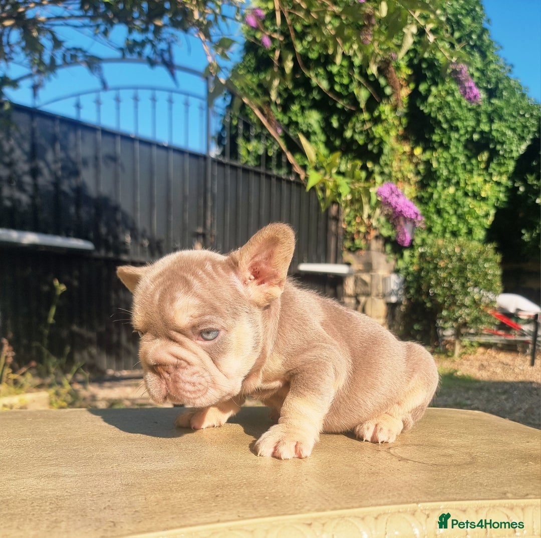 French Bulldog dogs for sale: Beautiful French bulldogs - Image 2
