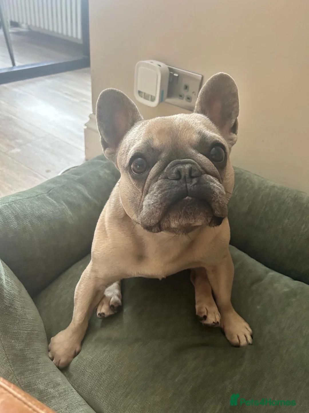 French Bulldog dogs for sale: French Bulldog - Advert 1