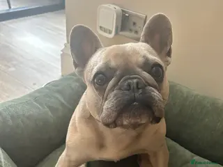 French Bulldog dogs French Bulldog - Advert 3