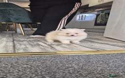 Pomeranian dogs for sale: Pomeranian stunning puppies  - Image 4
