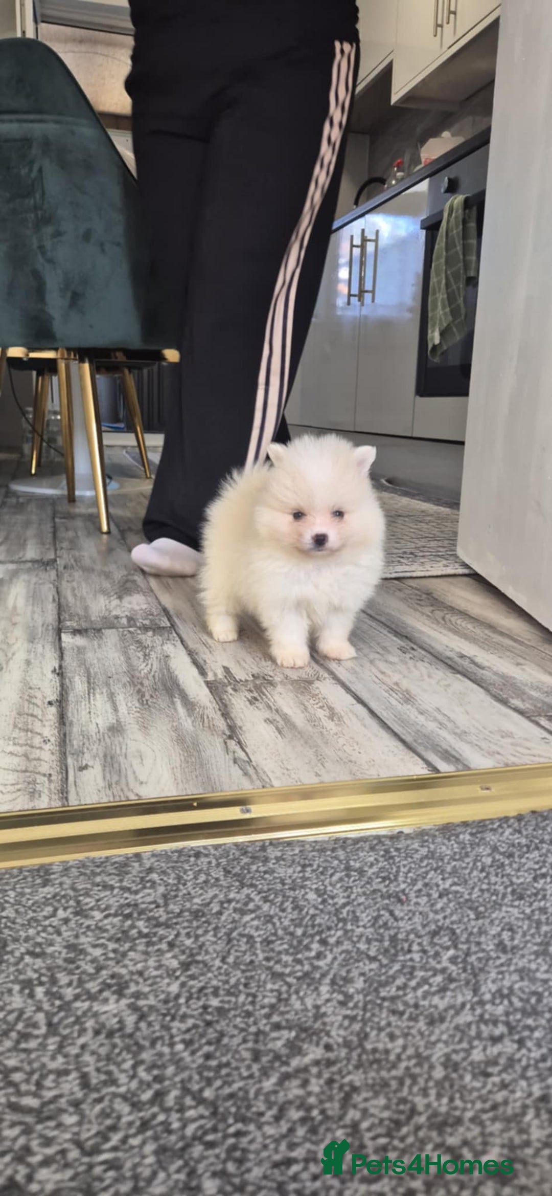 Pomeranian dogs for sale: Pomeranian stunning puppies  - Image 4
