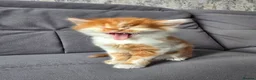 Mixed Breed cats for sale: Ginger fluffy boy - Advert 8
