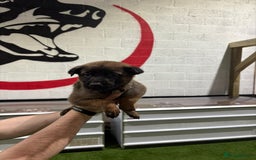 Belgian Shepherd Dog dogs for sale: Reduced 1.2k - Advert 4