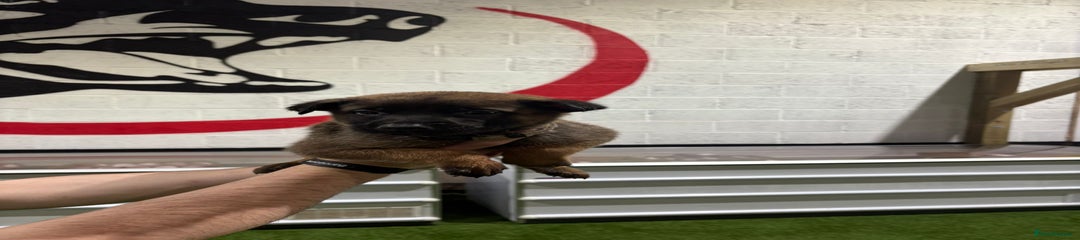 Belgian Shepherd Dog Puppy 3