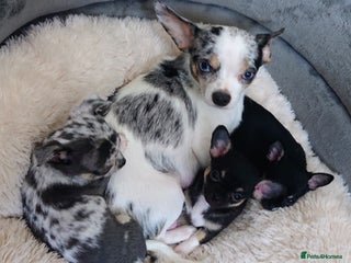 Mixed Breed dogs Chihuahua with a bit of French Bulldog puppies - Advert 3