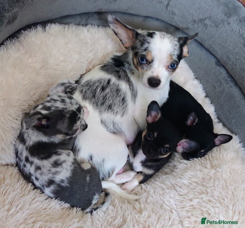 Mixed Breed dogs Chihuahua with a bit of French Bulldog puppies - Advert 1