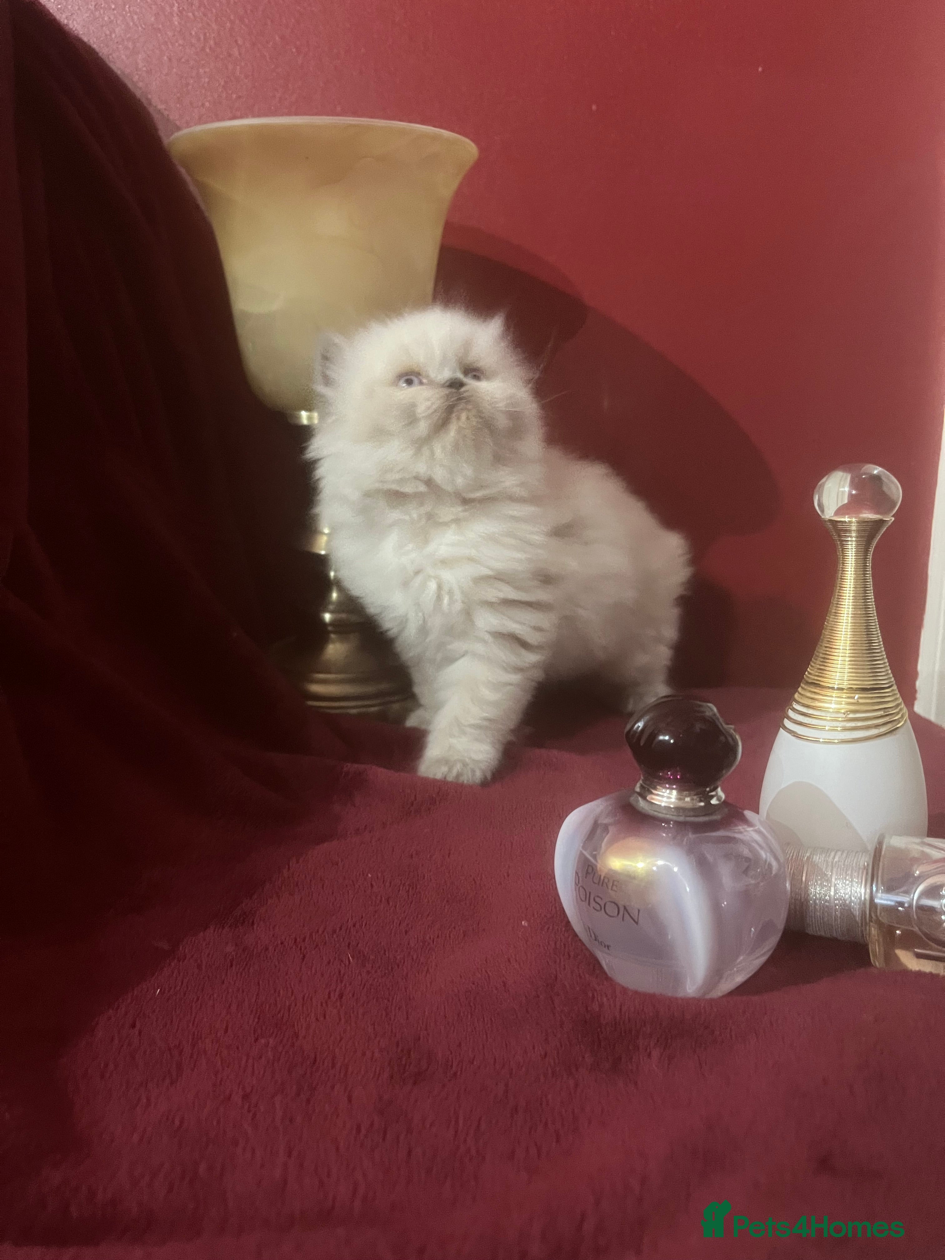 Persian cats 1. ADORABLE LITTLE CUTIE PIE. READY 9TH JAN)  - Advert 13