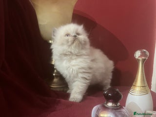 Persian cats 1. ADORABLE LITTLE CUTIE PIE. READY 9TH JAN) - Advert 13