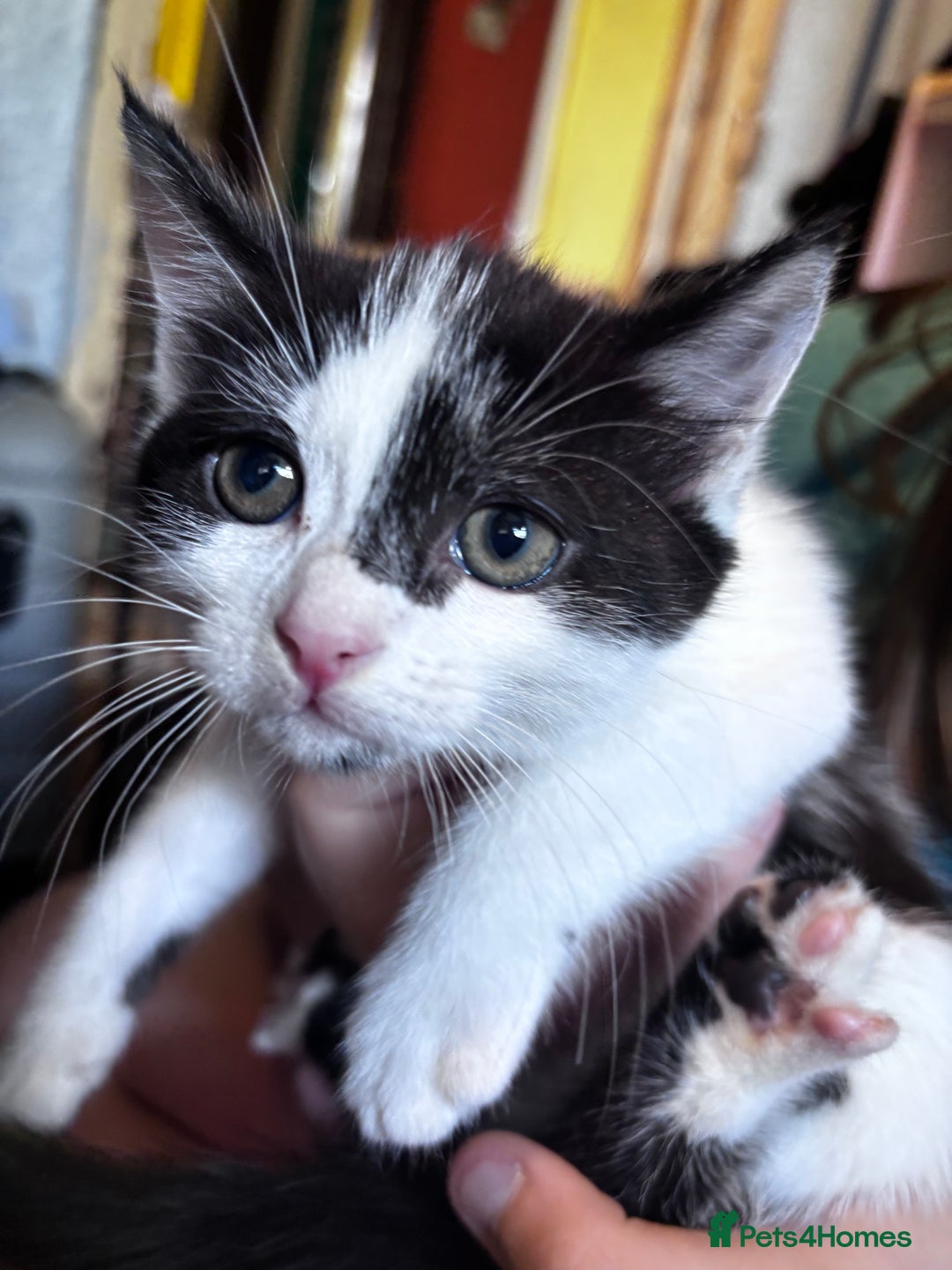 Domestic Shorthair cats for sale: 3 girls kittens and 1 boy kitten  - Image 4