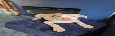 Mixed Breed 1