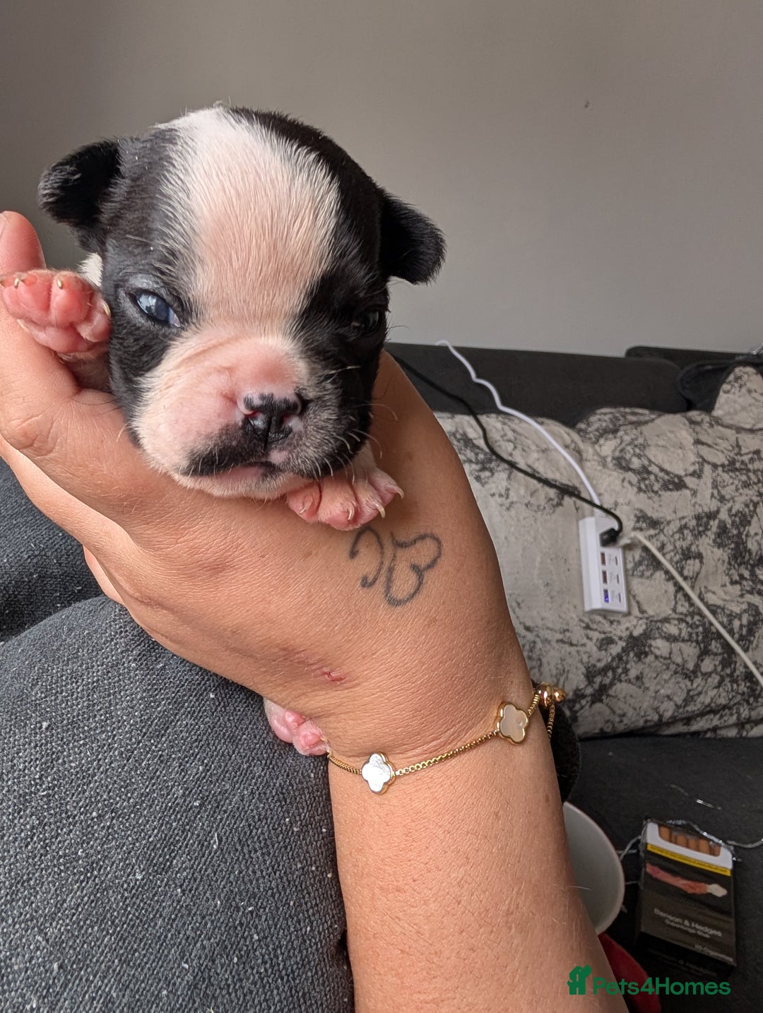French Bulldog dogs for sale: Frenchie pups for sale  - Image 1