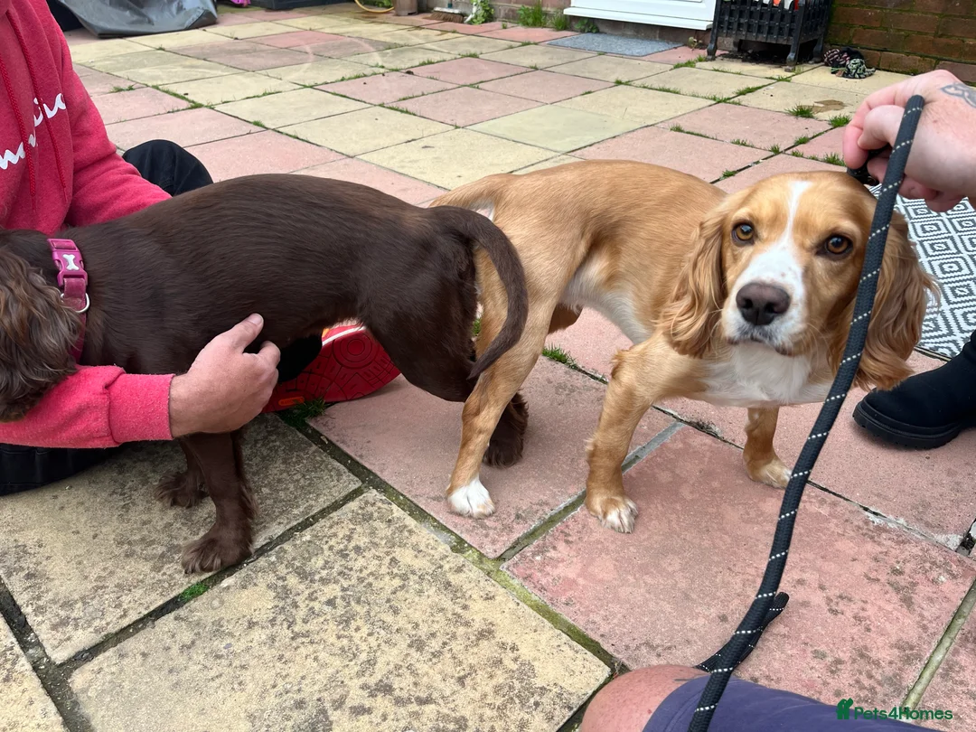 Cocker Spaniel dogs for stud: cocker spaniel for stud in Hailsham - Advert 5